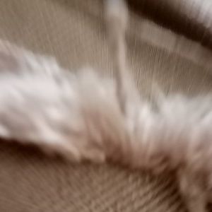 Meet your Posher, Frankie